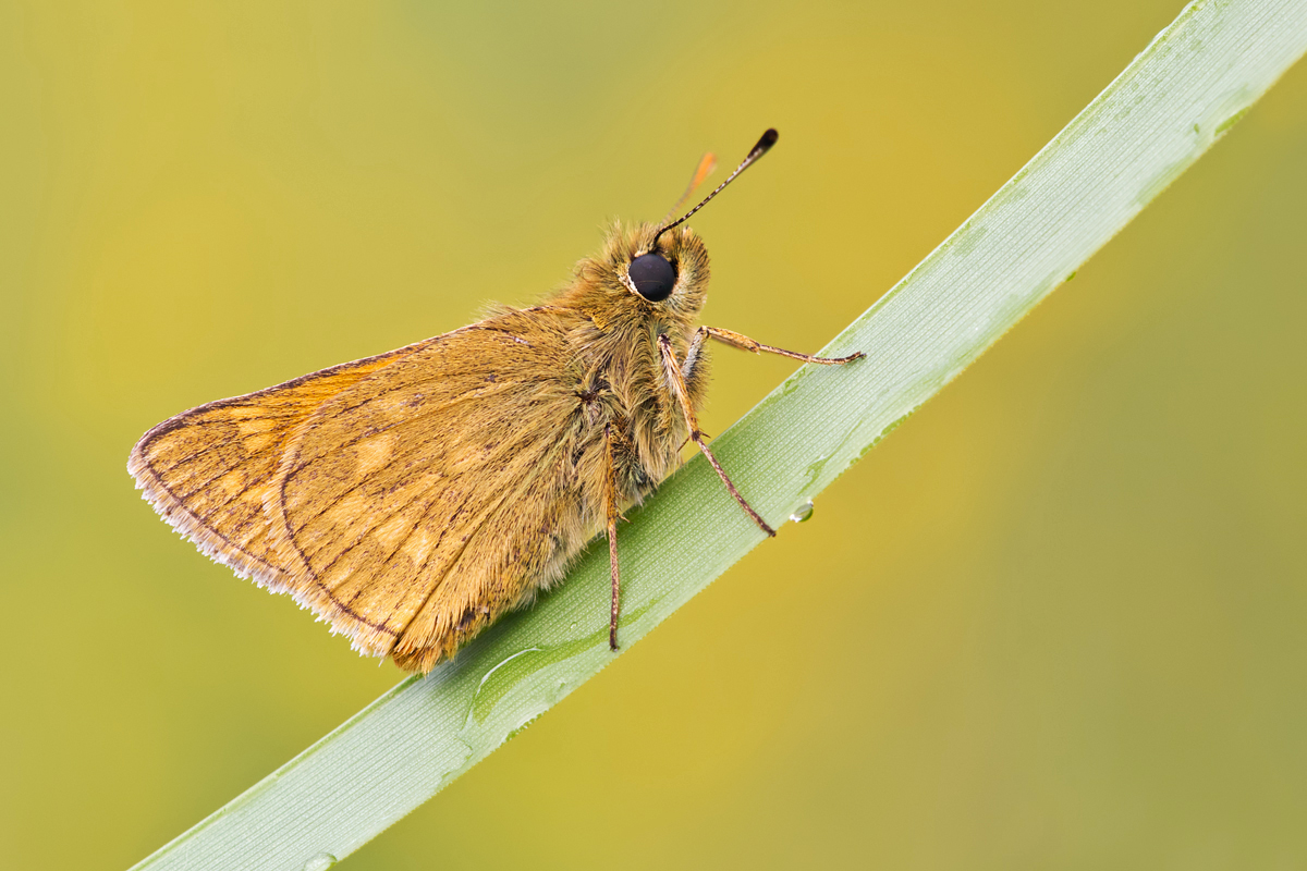 Large Skipper